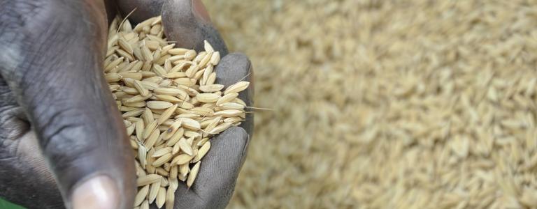 A farmer broadcasts seeds of rice in his garden. This is one of the methods used during the planting season  (5).JPG